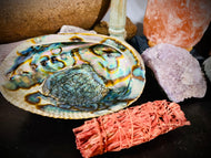 Green Abalone Shell 6-7