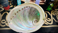 Abalone Shell