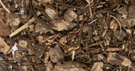 Black Cohosh Root 10g