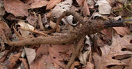 Burdock Root 10g