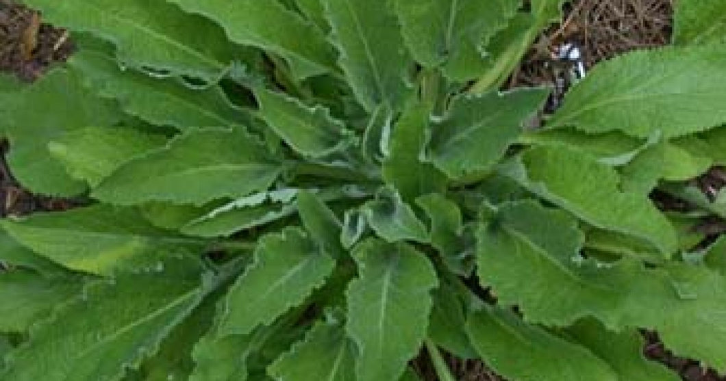 Comfrey Leaf 10g