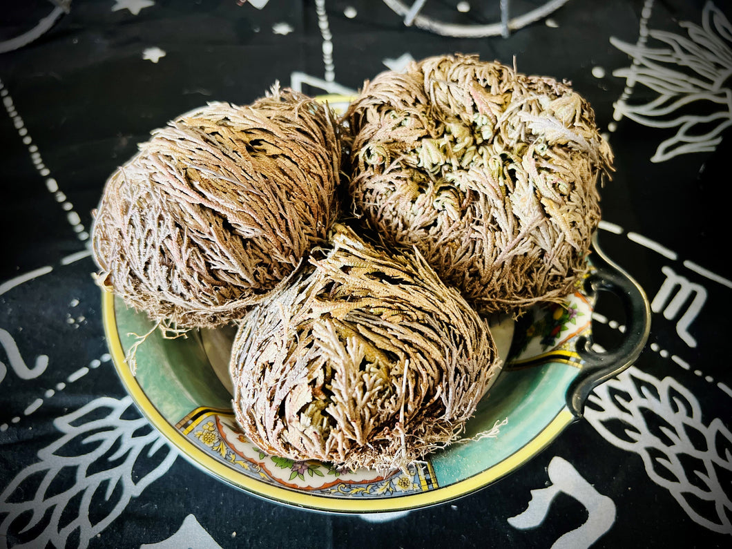 Large Rose Of Jericho (Resurrection Plant)