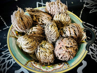 Small Rose Of Jericho (Resurrection Plant)