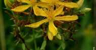 St. John's Wort Powder (aerial parts) 10g